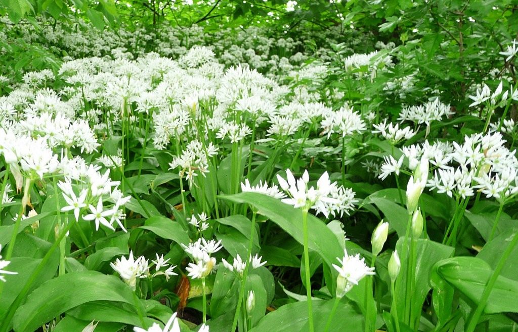 Как вырастить черемшу осенью под зиму из семян