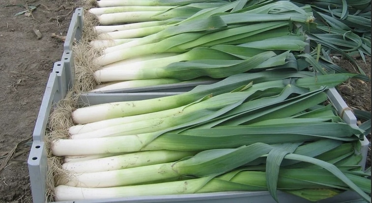 Как сохранить урожай лука-порея в квартире, после выкапывания с грядки