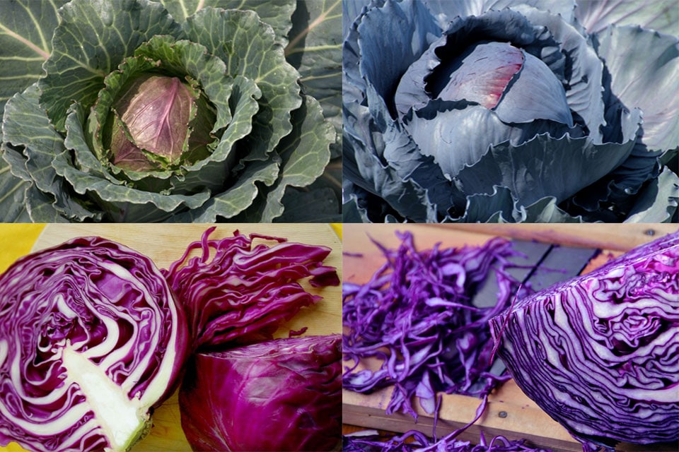 Особенности и популярные сорта краснокачанной капусты