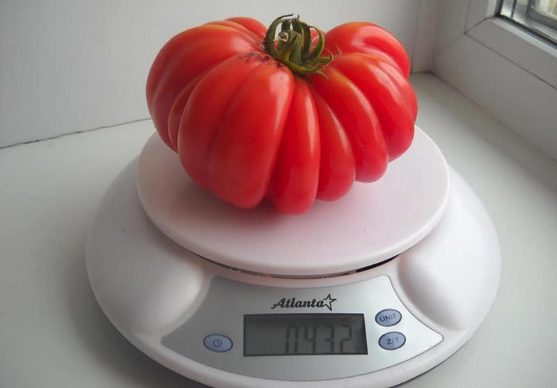 Экстраординарный сорт томата Медвежья лапа