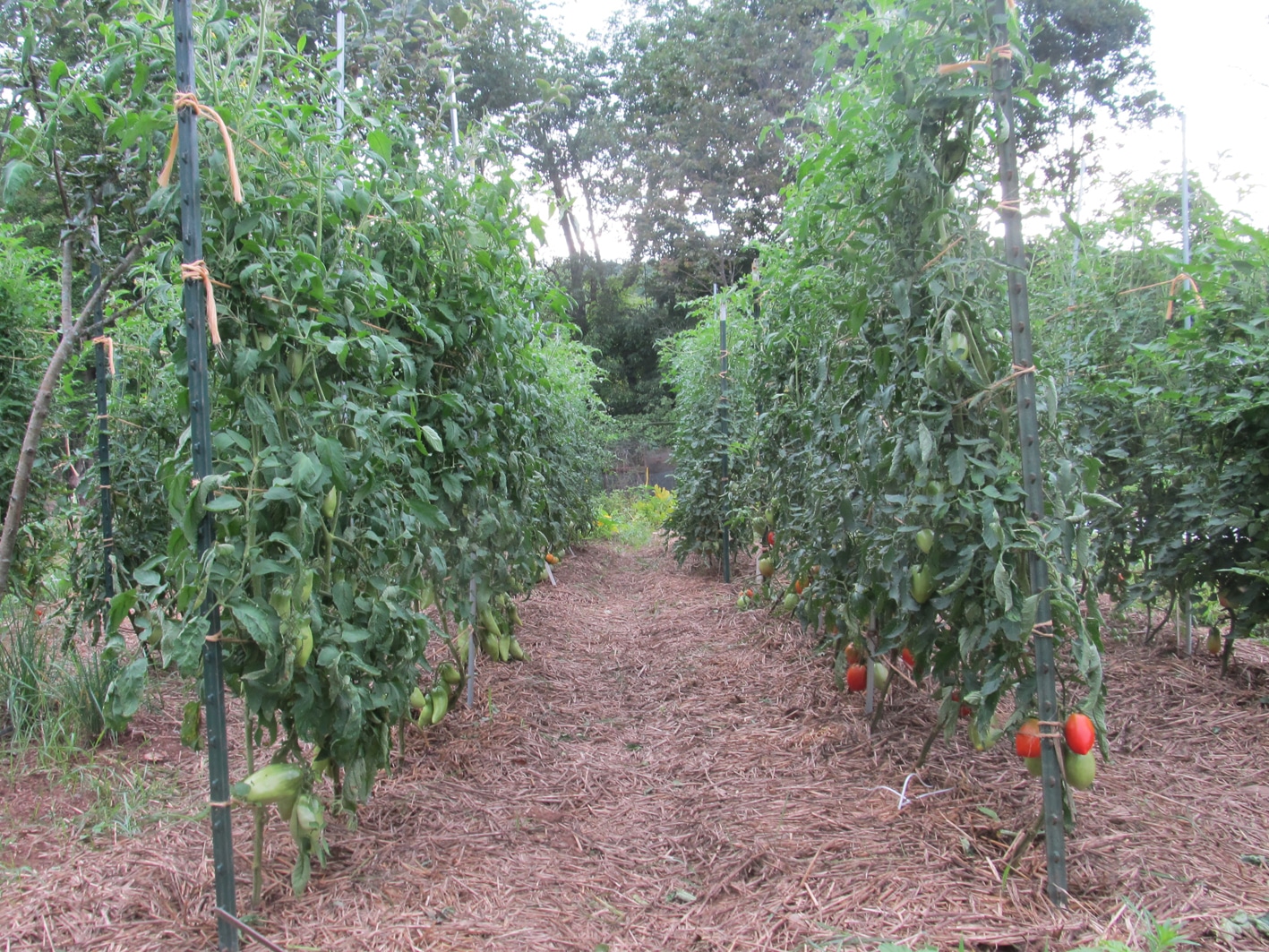 Что такое индетерминантные сорта томатов