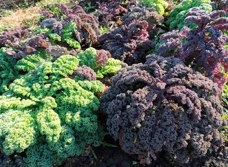 Описание и характеристика листовой капусты Кейл