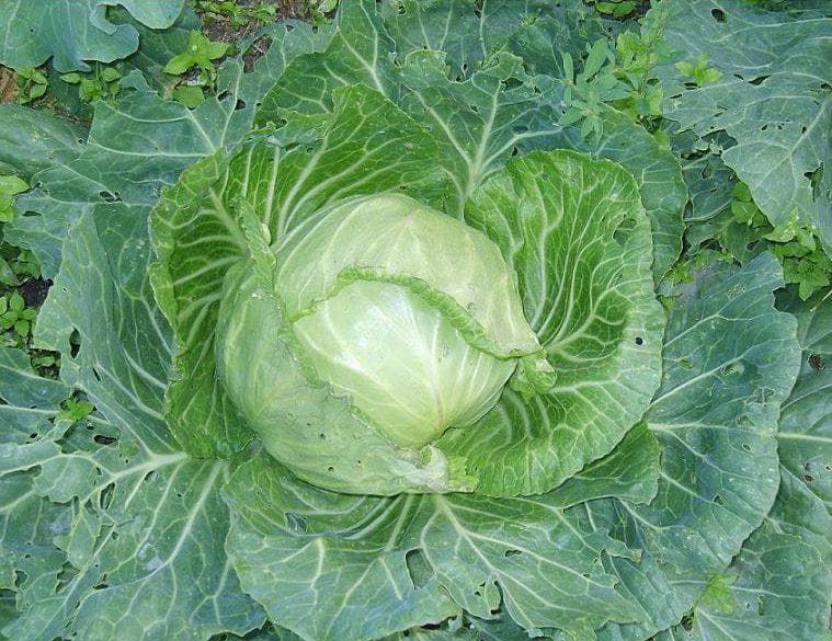 Лучшие сорта ранней капусты для открытого грунта