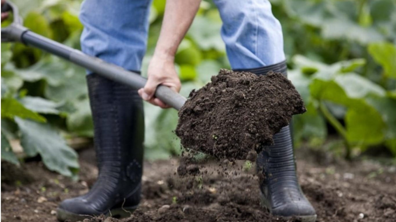 Когда можно пересаживать малину осенью на новое место