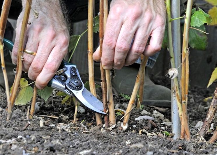 Как обрезать малину весной для хорошего урожая