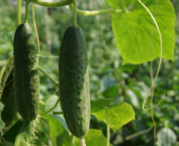 Что такое партенокарпические гибриды огурцов