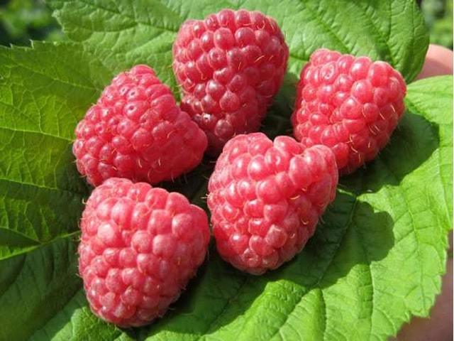 Описание сорта ремонтантной малины Геракл