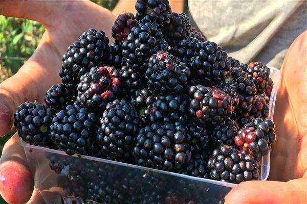 Описание ведущего американского сорта ежевики Честер