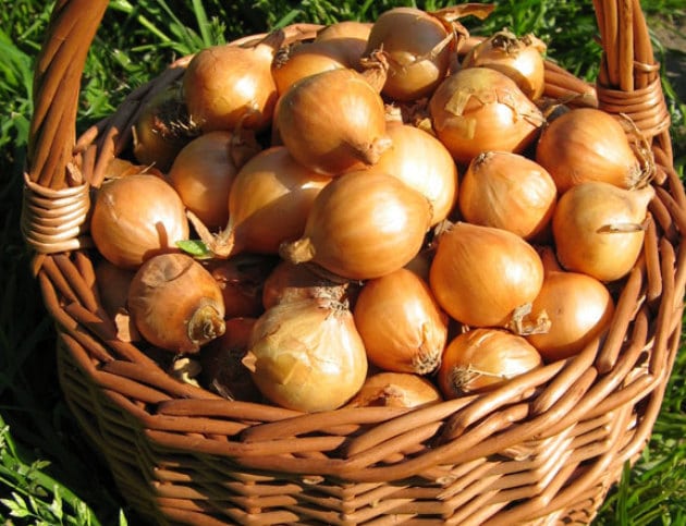 В чем преимущества лука Коррадо F1, как его надо сажать и выращивать