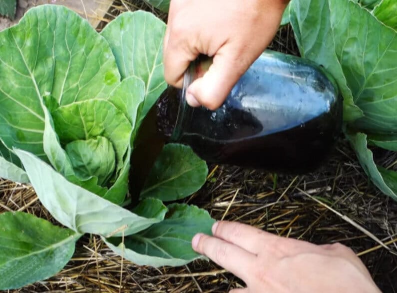 Причины почему не завязывается капуста в кочан