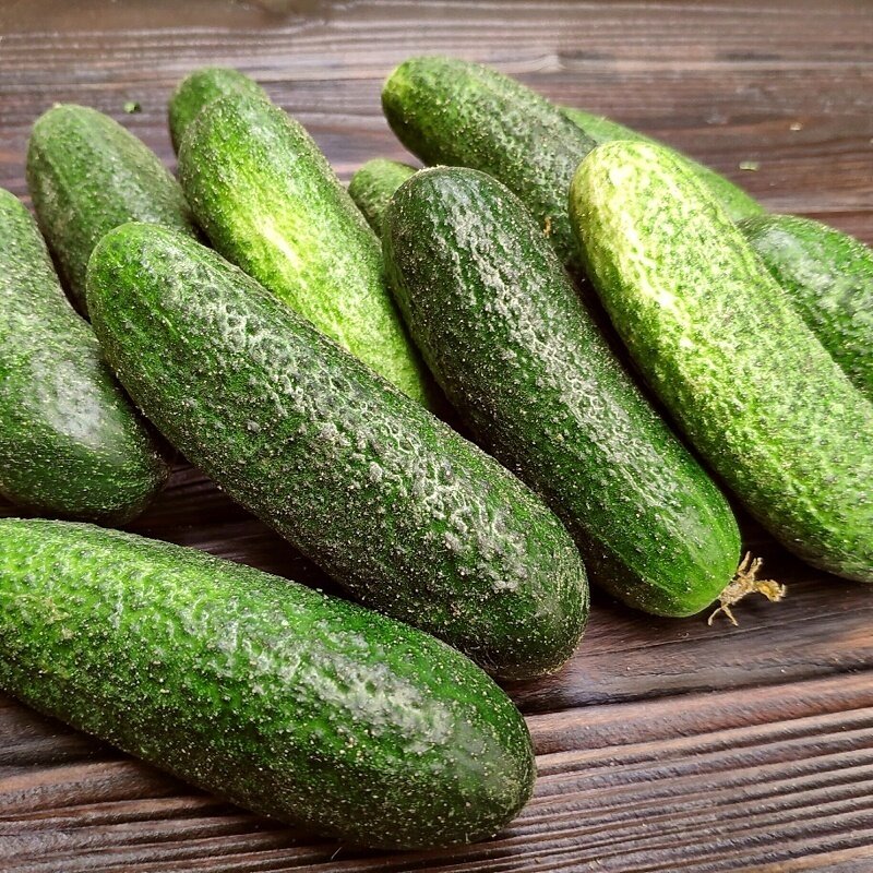 Характеристика и описание луховицких огурцов