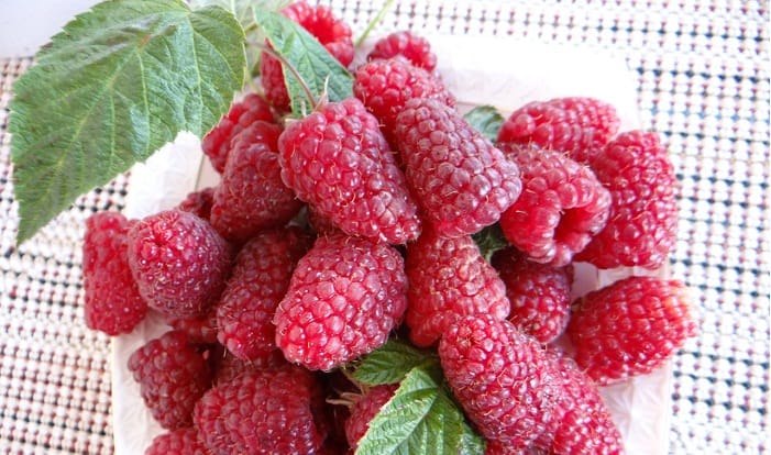 Характеристика ремонтантного сорта малины Брусвяна