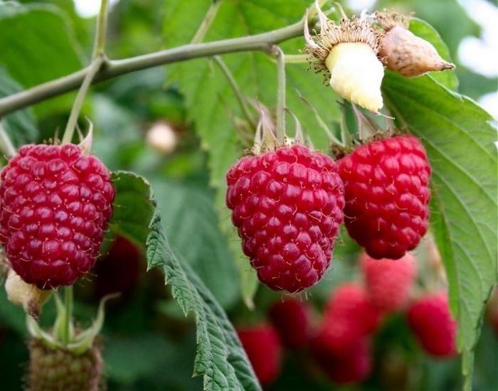 Правила обрезки малинового дерева осенью