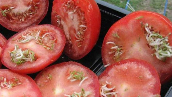 Причины белых жестких прожилок в помидоре