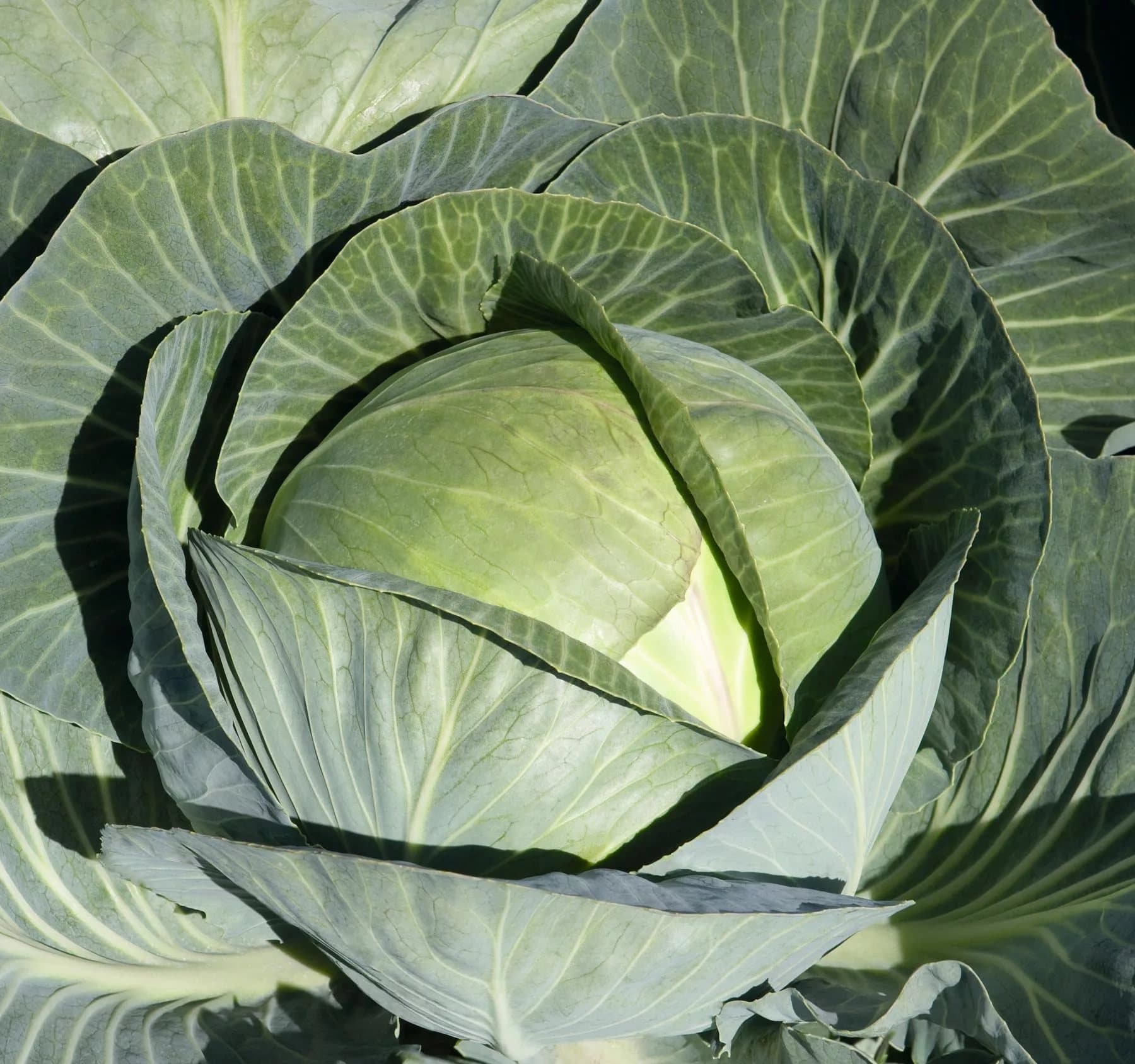 Влияние отрицательных температур на капусту