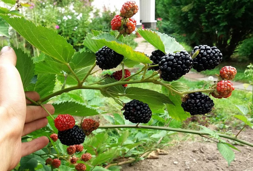 Виды ягодного кустарника ежевики и их описание