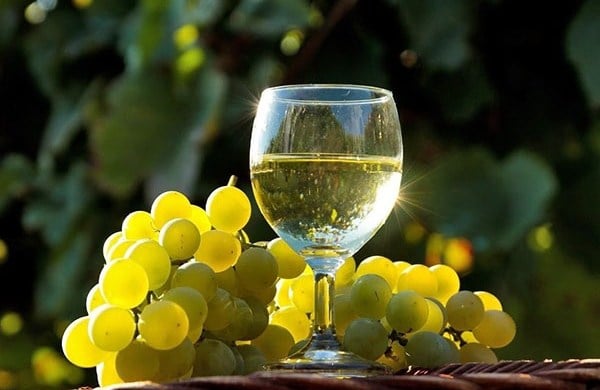 Выращивание винограда Цитронный Магарача своими руками