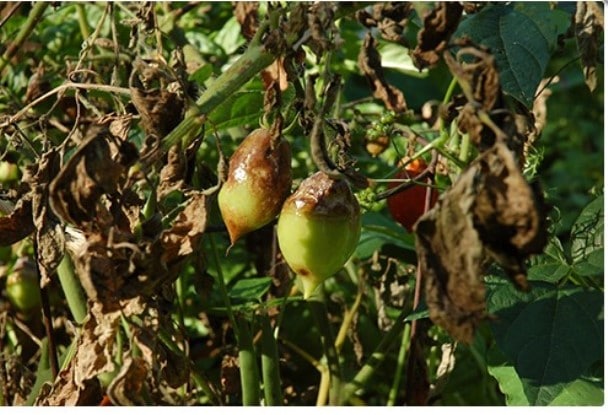 Высокоурожайные сорта томатов для теплиц из поликарбоната