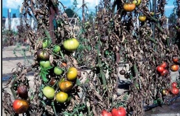 Обзор проверенных сортов и гибридов розовых томатов