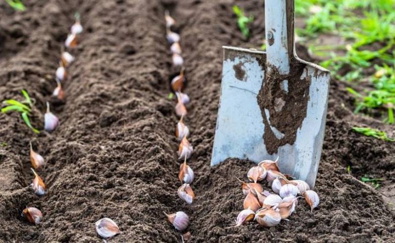 Подкормка чеснока при посадке в зиму — какие удобрения использовать