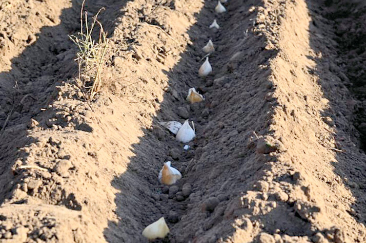 Оптимальное время для посадки озимого чеснока в Крыму