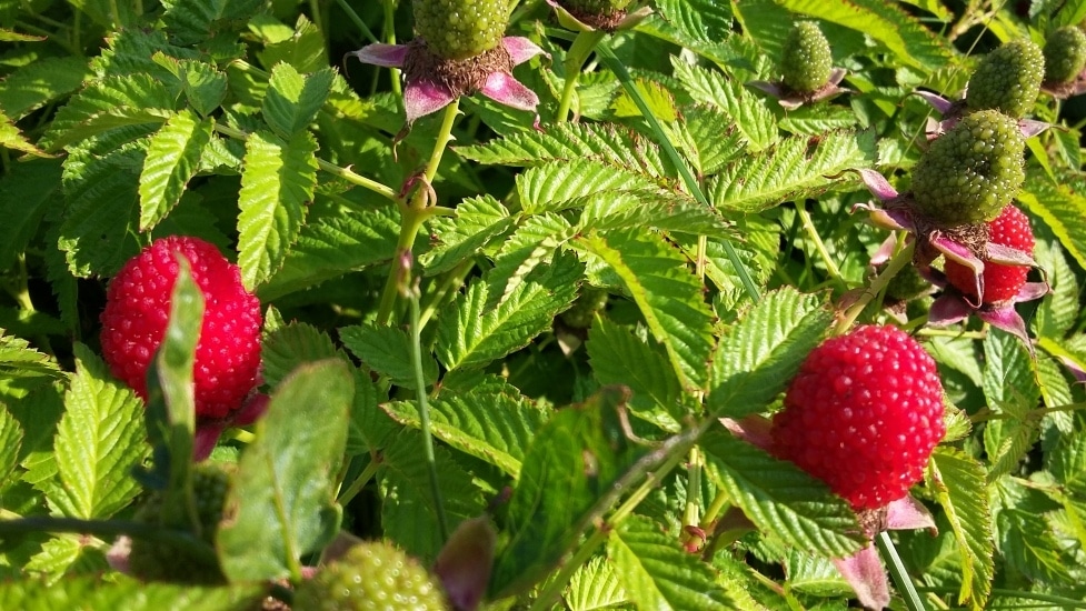 Описание тибетской розолистной земляничной малины