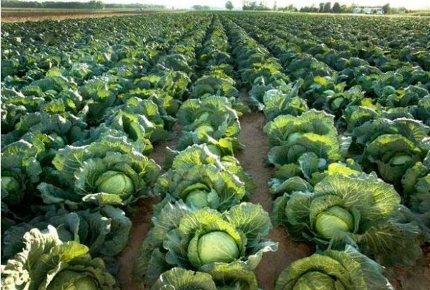 Основные сведения о характеристиках капусты Мегатон