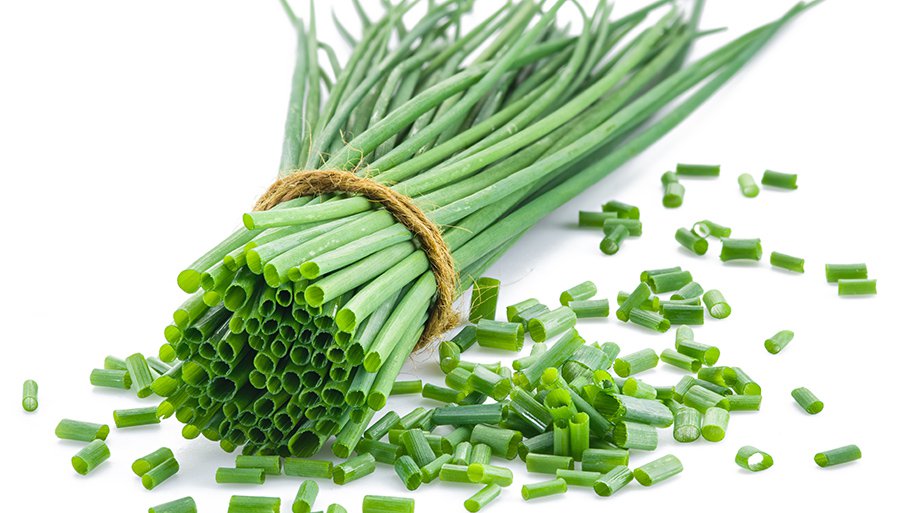 Какой сорт лука хорошо сажать на зелень, специфика выращивания