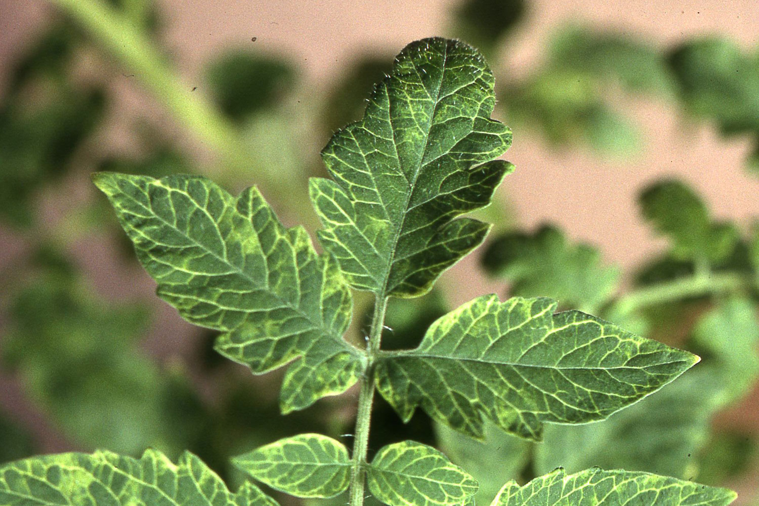 Разновидности болезней томатов и варианты их лечения