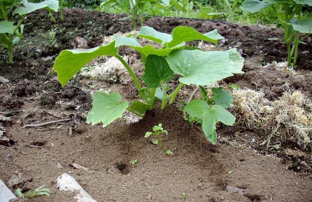 Методы и способы борьбы с тлей на огурце