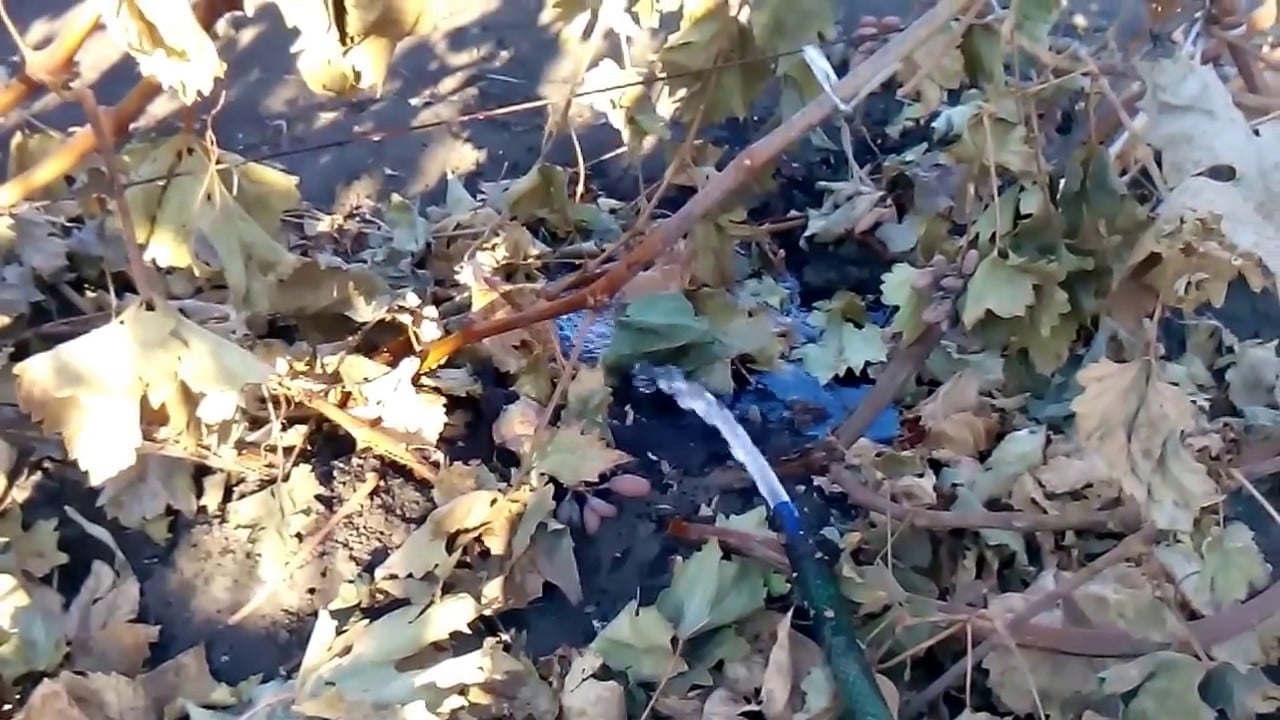 Как ухаживать за виноградом в осенний период