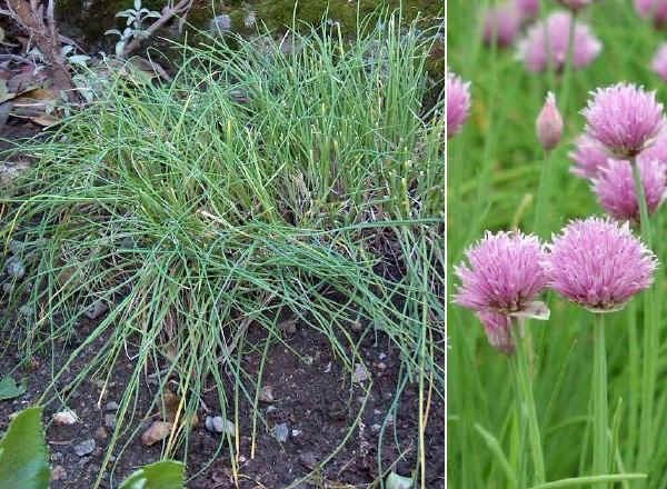 Описание шнитт-лука, как вырастить зимой в горшке, в открытом грунте