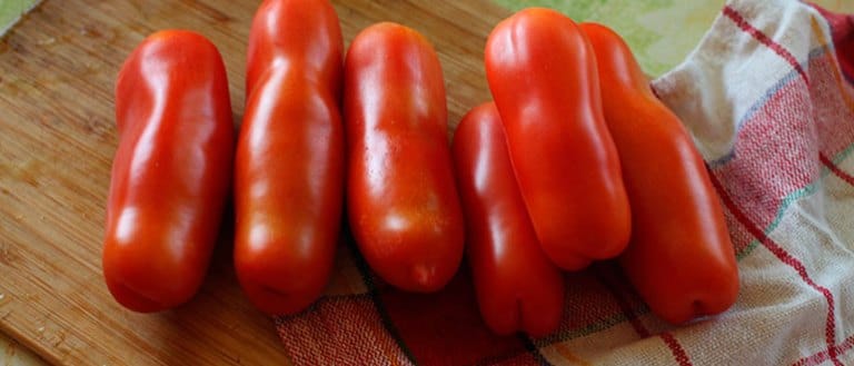 Высокоурожайный и среднеспелый сорт томатов Казанова