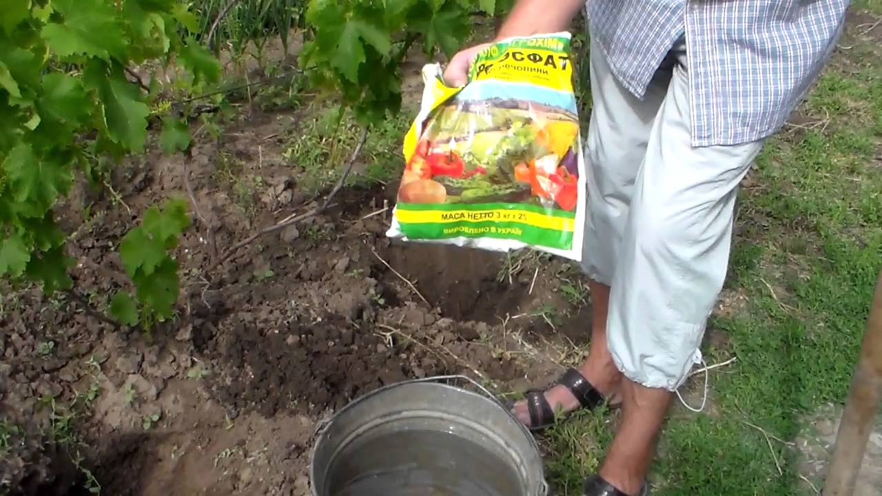 Особенности укрытия винограда на зиму в Сибири