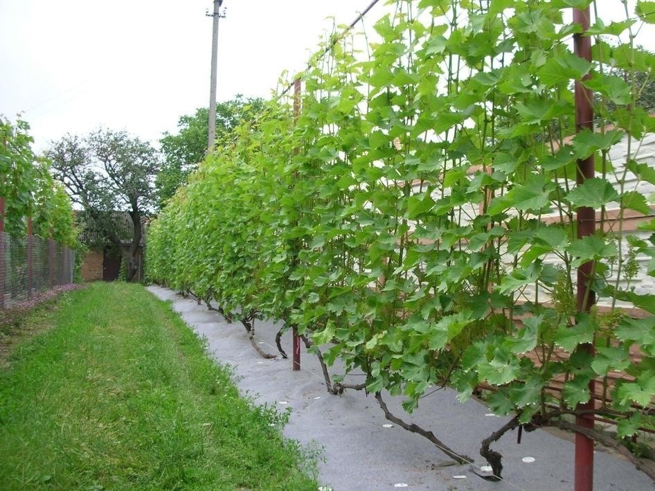Выращивание и уход за виноградной лозой Тасон
