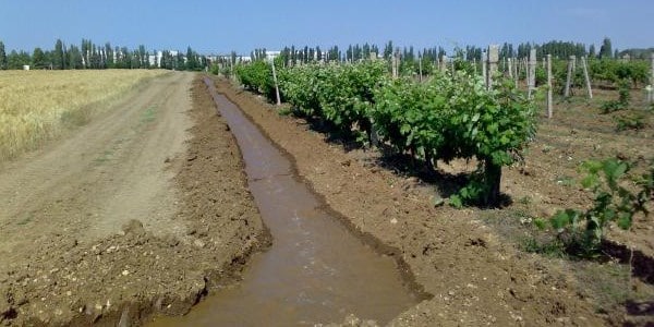 Когда начинать поливать и подкармливать виноград весной?