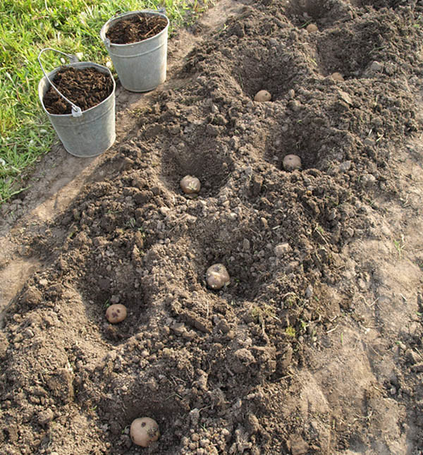 Описание сортовой картошки Наташа — особенности выращивания культуры