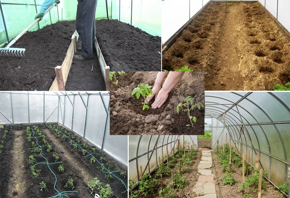 Характеристика и описание сорта томата Ракета