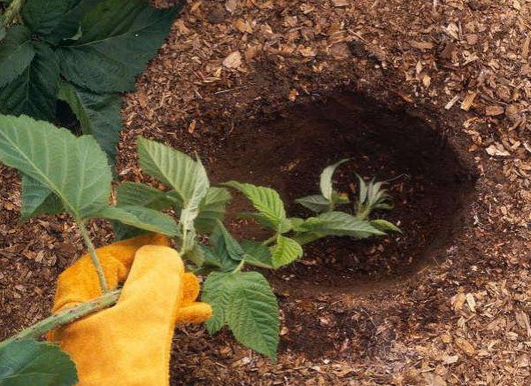 Описание и характеристика сорта ежевики Трипл Краун