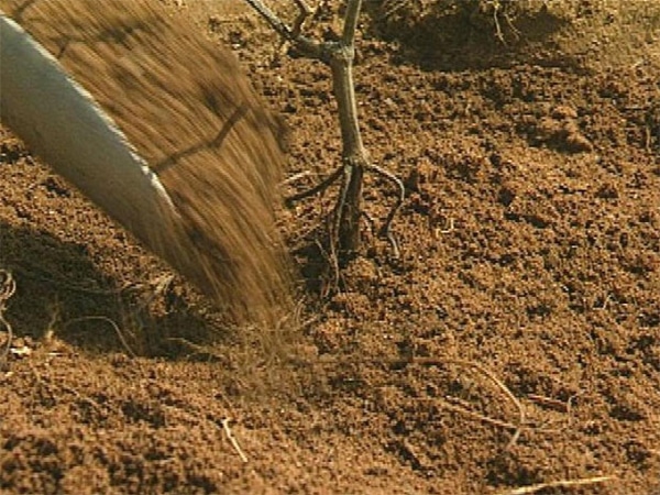 Как выращивать виноград на даче своими руками