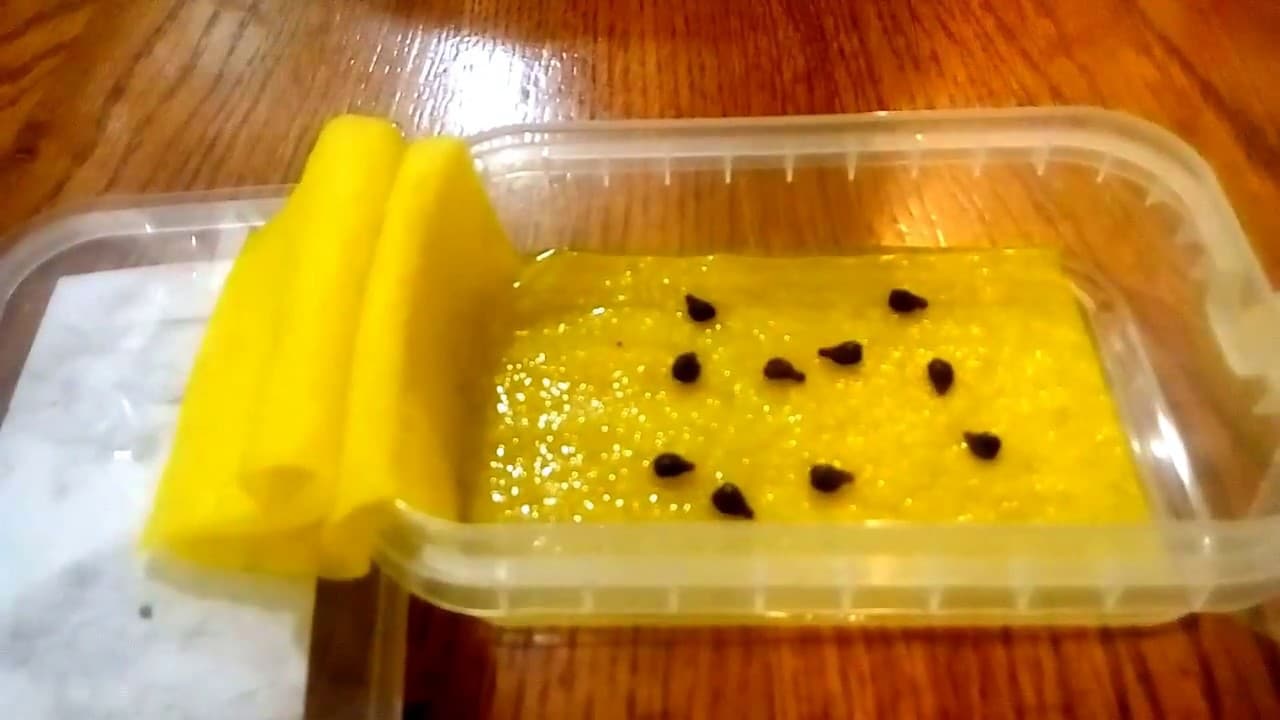 Выращивание винограда из семян дома — можно ли в горшке