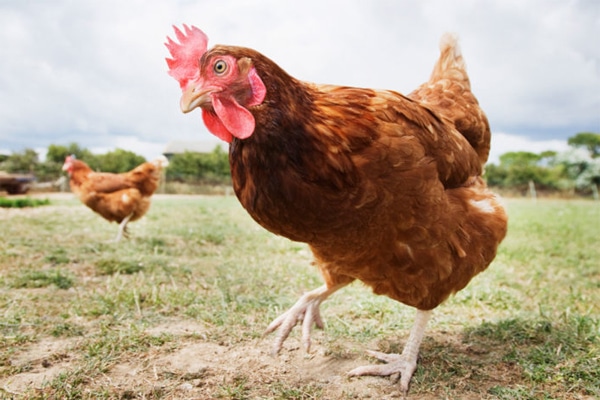 Все про виноград — чем подкармливать в период созревания ягод?