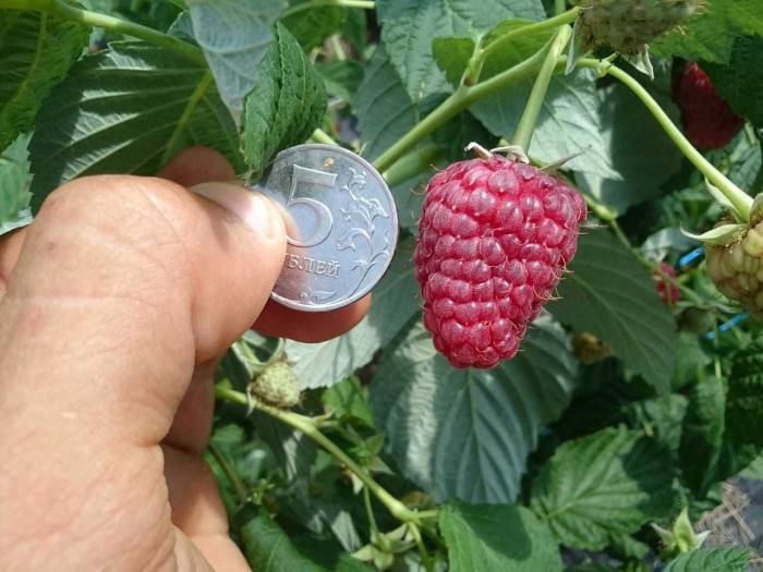 Швейцарский сорт ремонтантной малины Химбо Топ