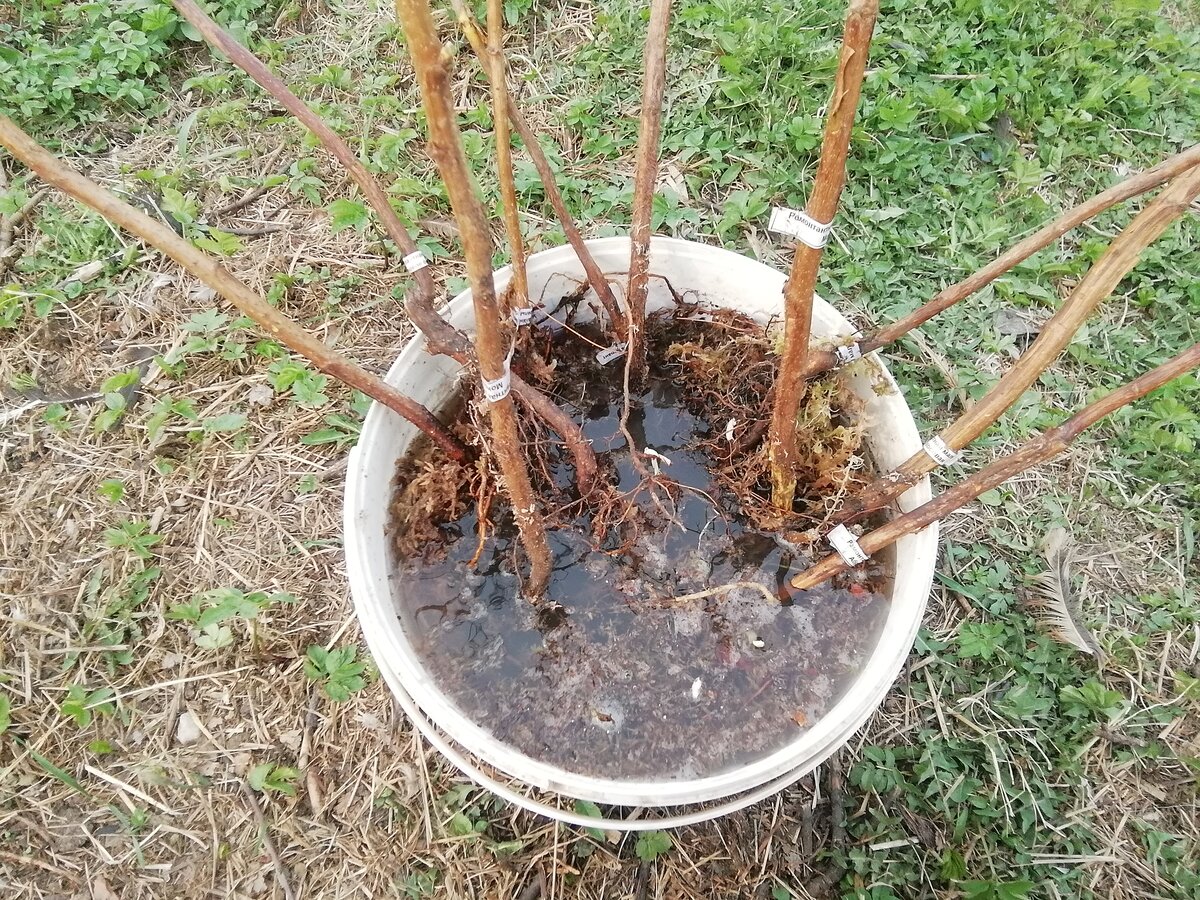 Все тонкости процесса посадки малины на открытом грунте