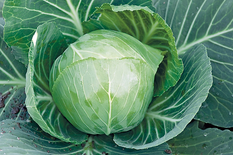 Гибрид белокочанной капусты среднепозднего сорта Агрессор