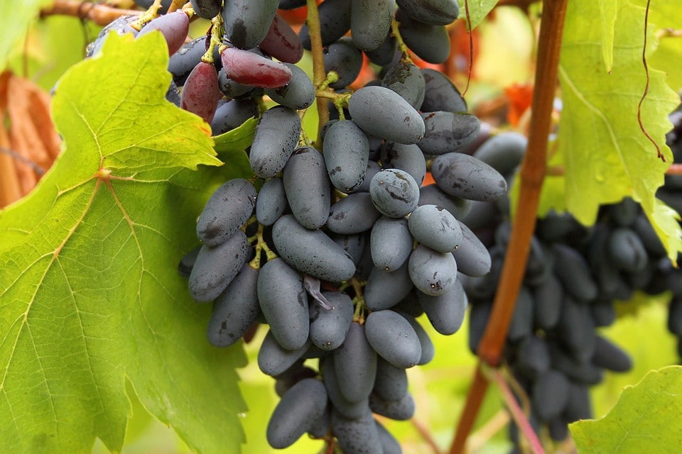 Технология приготовления изюма из винограда своими руками