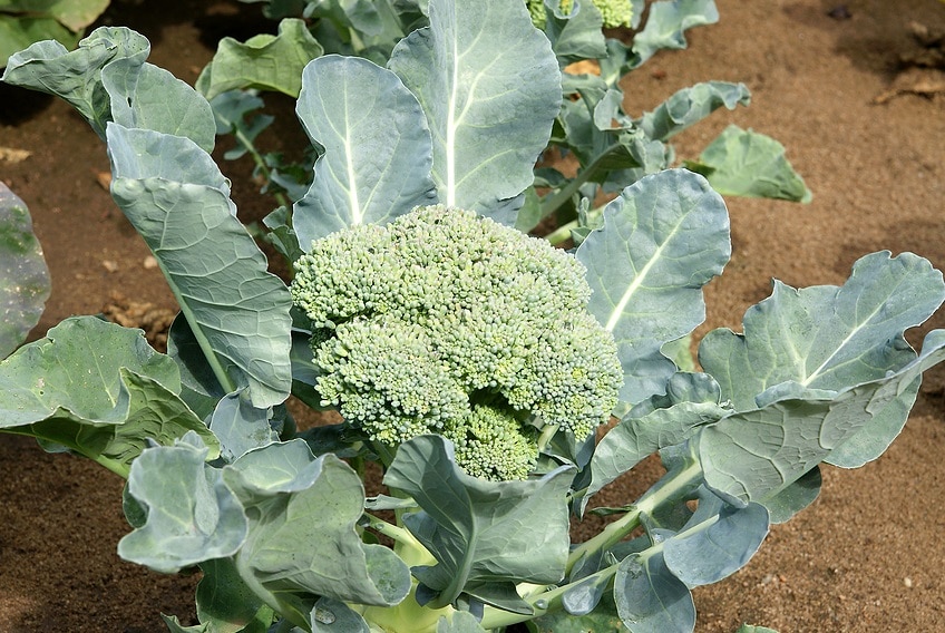 Когда собирать брокколи с открытого грунта