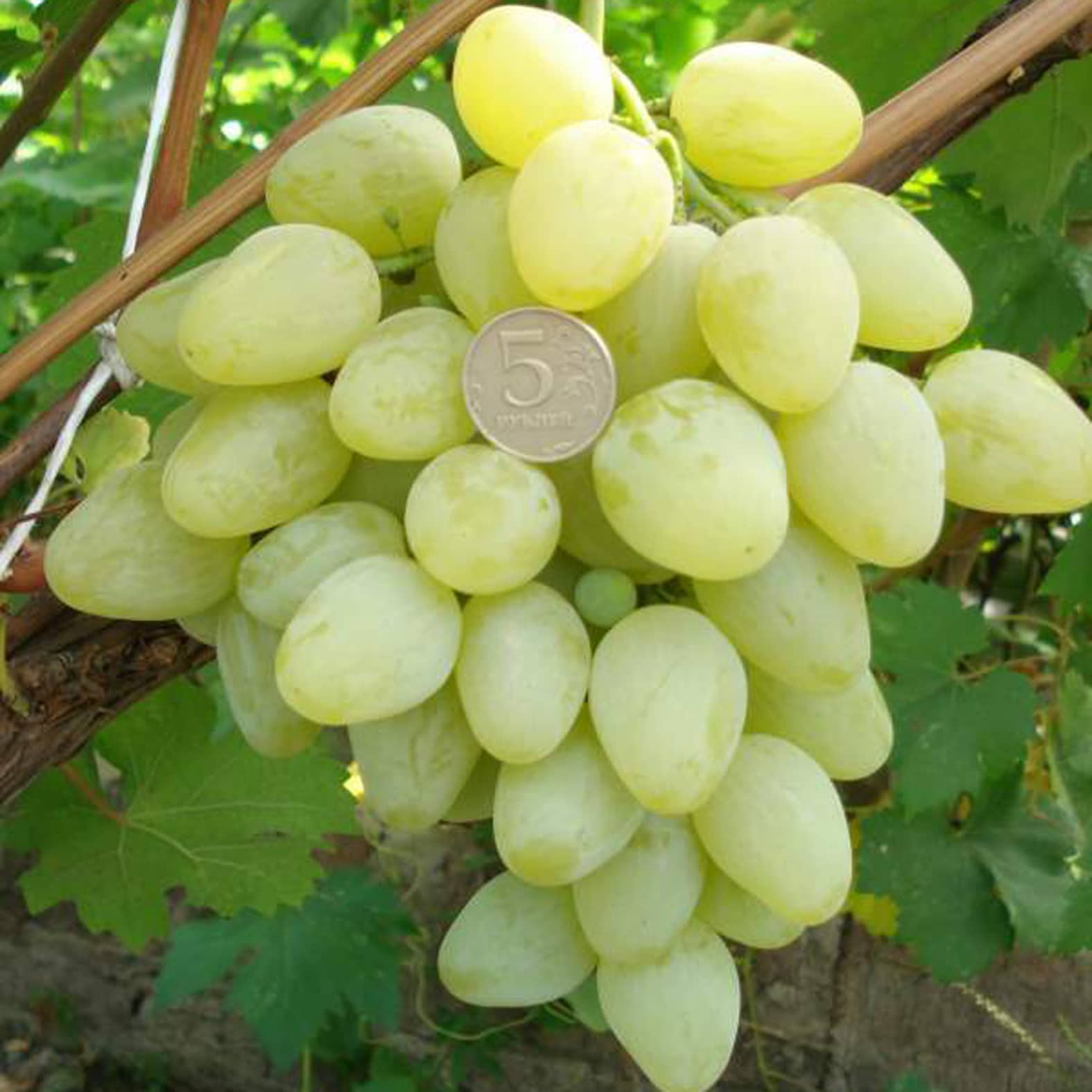 Сорт винограда Тайфи — как посадить и ухаживать за столовой культурой