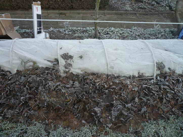 Как правильно подготовить виноград к зимовке?