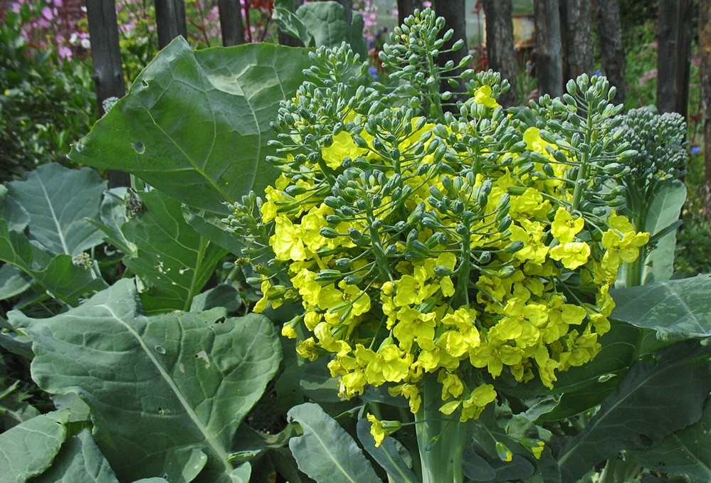 Свойства и многообразие видов цветной капусты